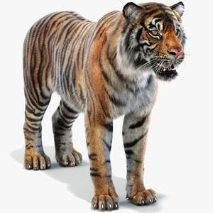 Realistic Sumatran Tiger 3D Model with Fur Thumbnail
