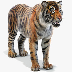 Realistic Sumatran Tiger 3D Model with Fur Thumbnail