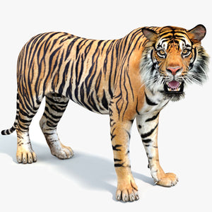 Rigged Tiger 3D Model for Download Thumbnail