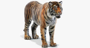 Realistic Sumatran Tiger 3D Model with Fur Thumbnail
