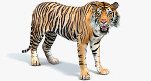 Rigged Tiger 3D Model for Download Thumbnail