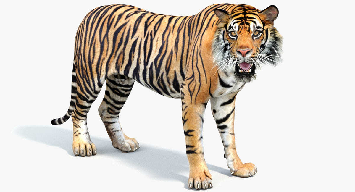 Rigged Tiger 3D Model for Download