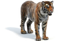 Realistic Sumatran Tiger 3D Model with Fur Thumbnail