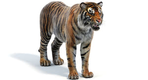 Realistic Sumatran Tiger 3D Model with Fur Thumbnail