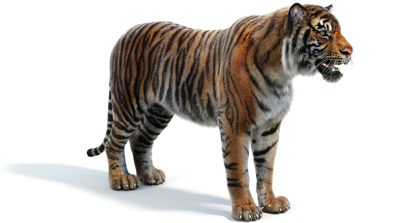 Sumatran Tiger 3D Model Fur