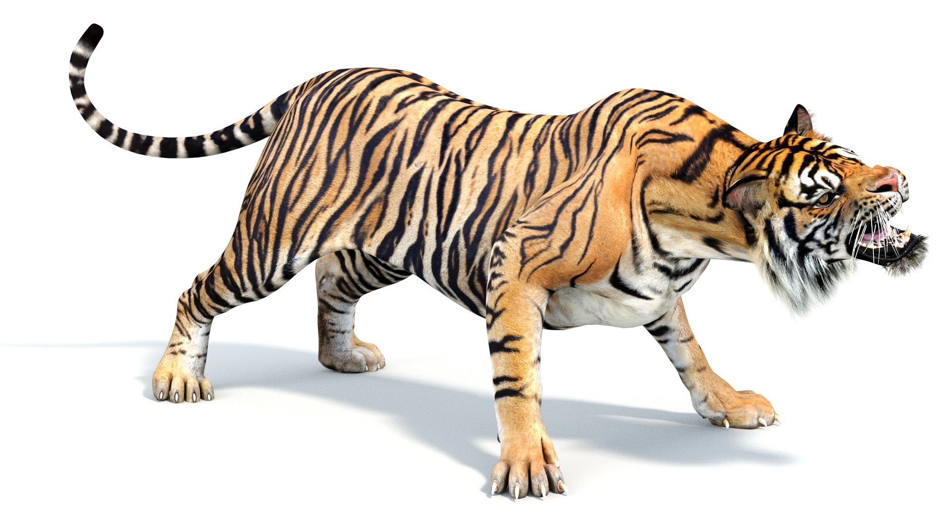 Tiger 3D Model Rigged for game