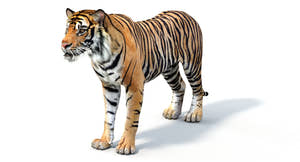 Realistic Rigged Tiger 3D Model for your game project Thumbnail