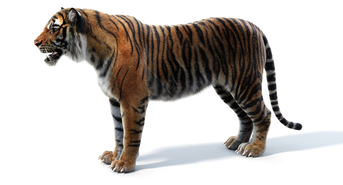 Realistic Tiger 3D Model with Fur 
