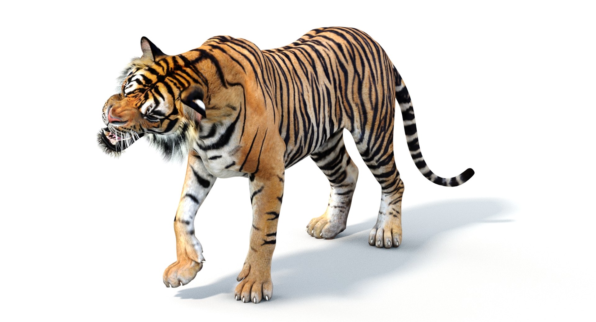 Tiger 3d Model with Rigging for Download
