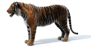 Download Realistic Tiger 3D Model with Fur  Thumbnail