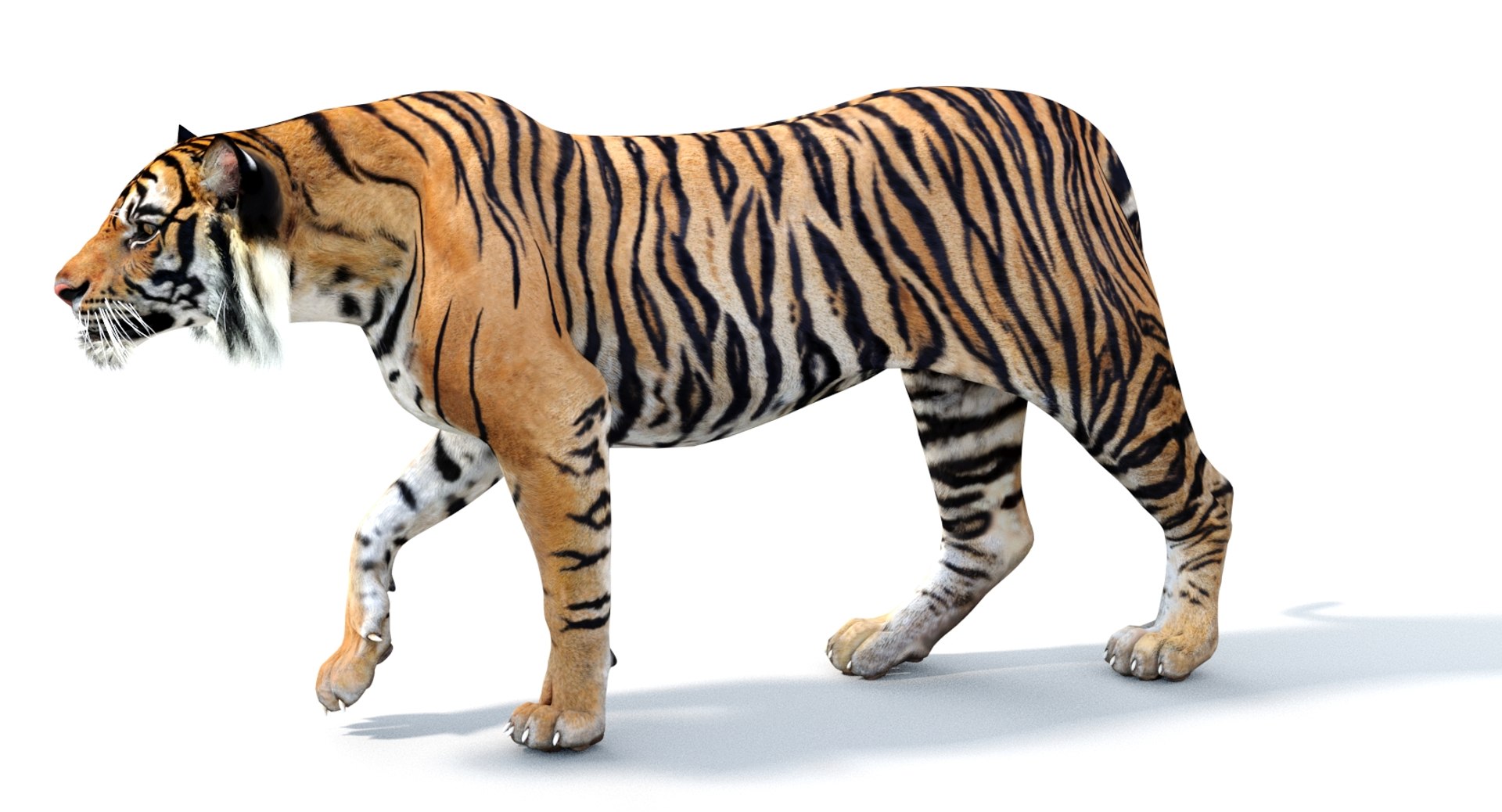 3D rendered tiger on a white background