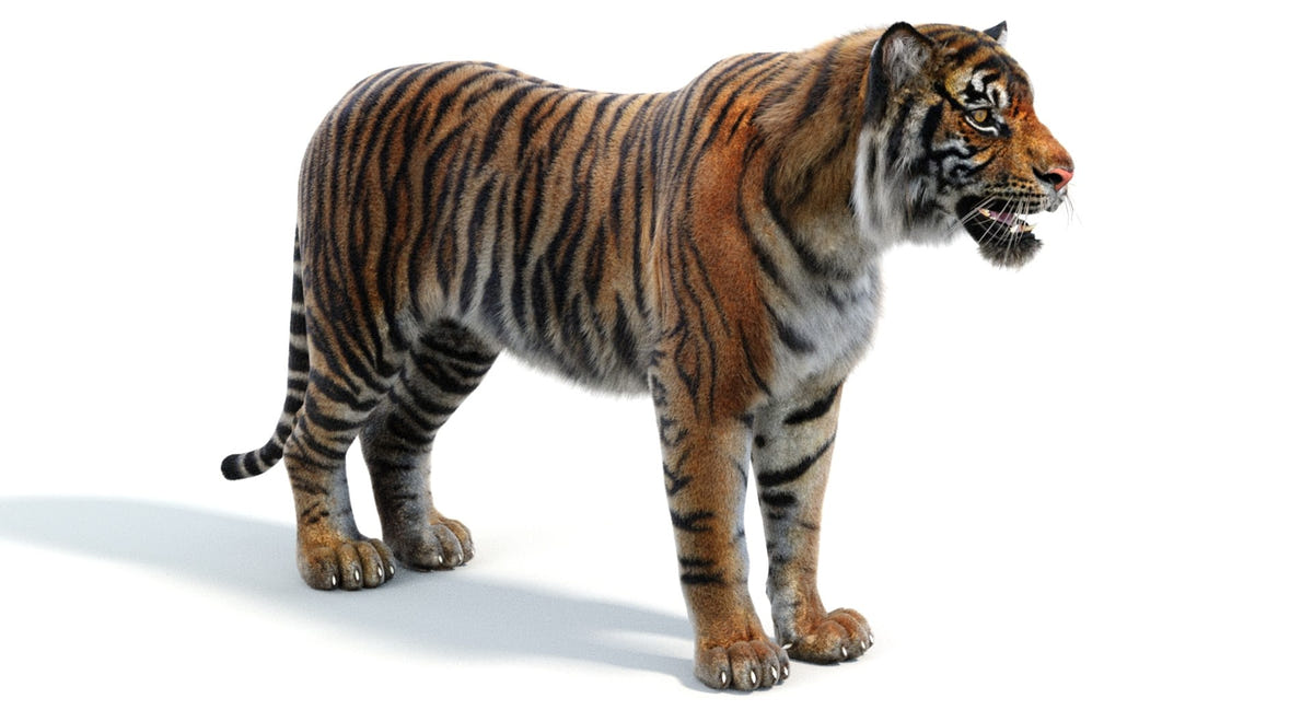 Realistic Tiger 3D Model with Fur 