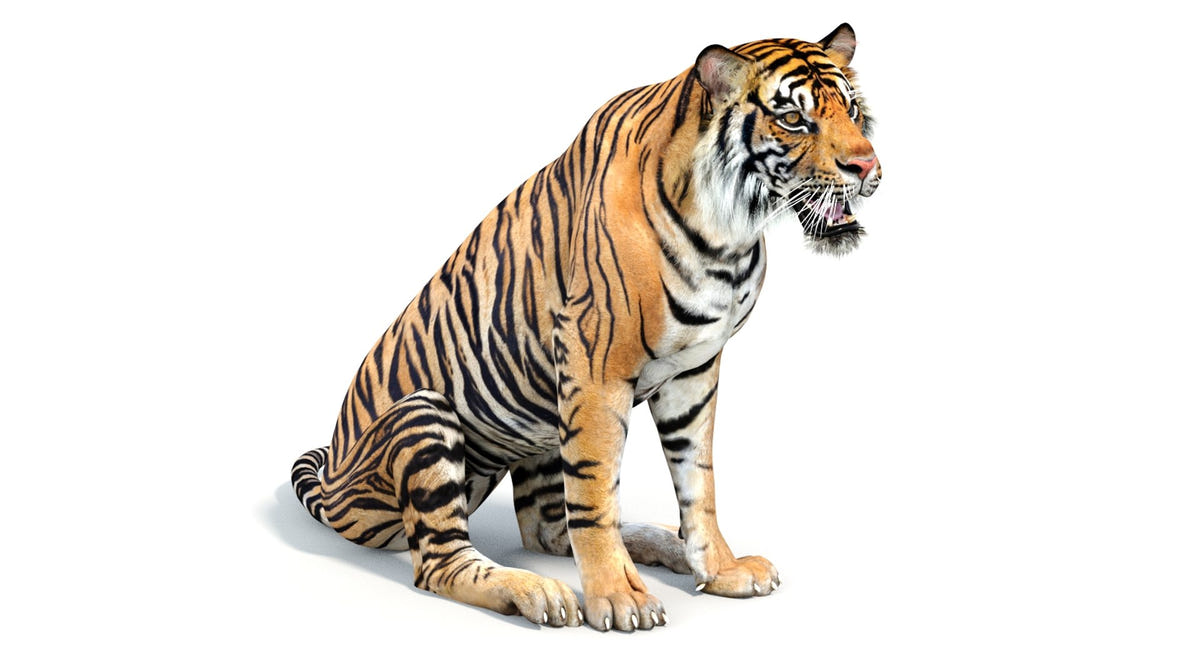 Fully Rigged Tiger 3D Model