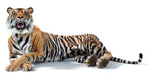Tiger 3d Model Rigged with the CAT Motion 3Ds Max Thumbnail
