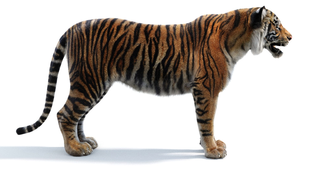 Tiger 3D Model with Realsitic Fur for Download