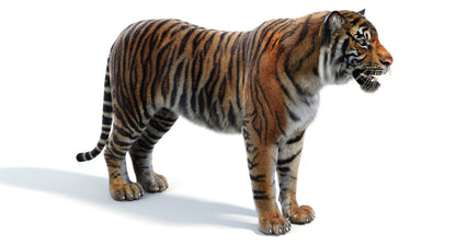 Sumatran Tiger 3D Model Fur