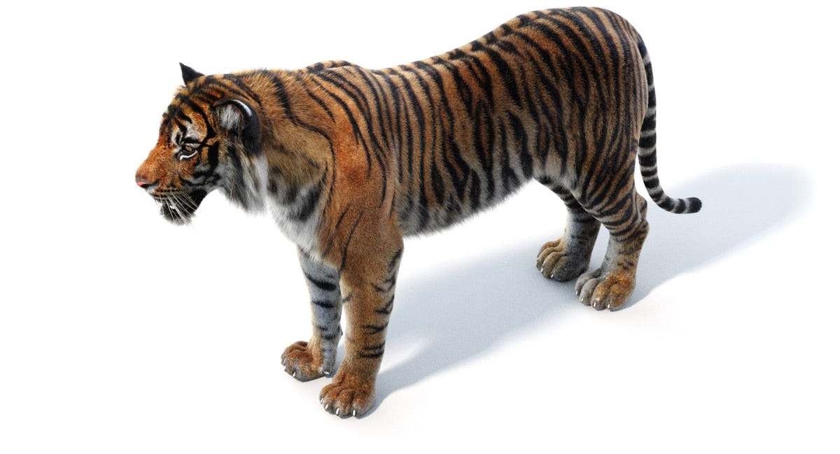 Realsitic Tiger 3D Model 3ds Max Hair and Fur - Arnold Renderer