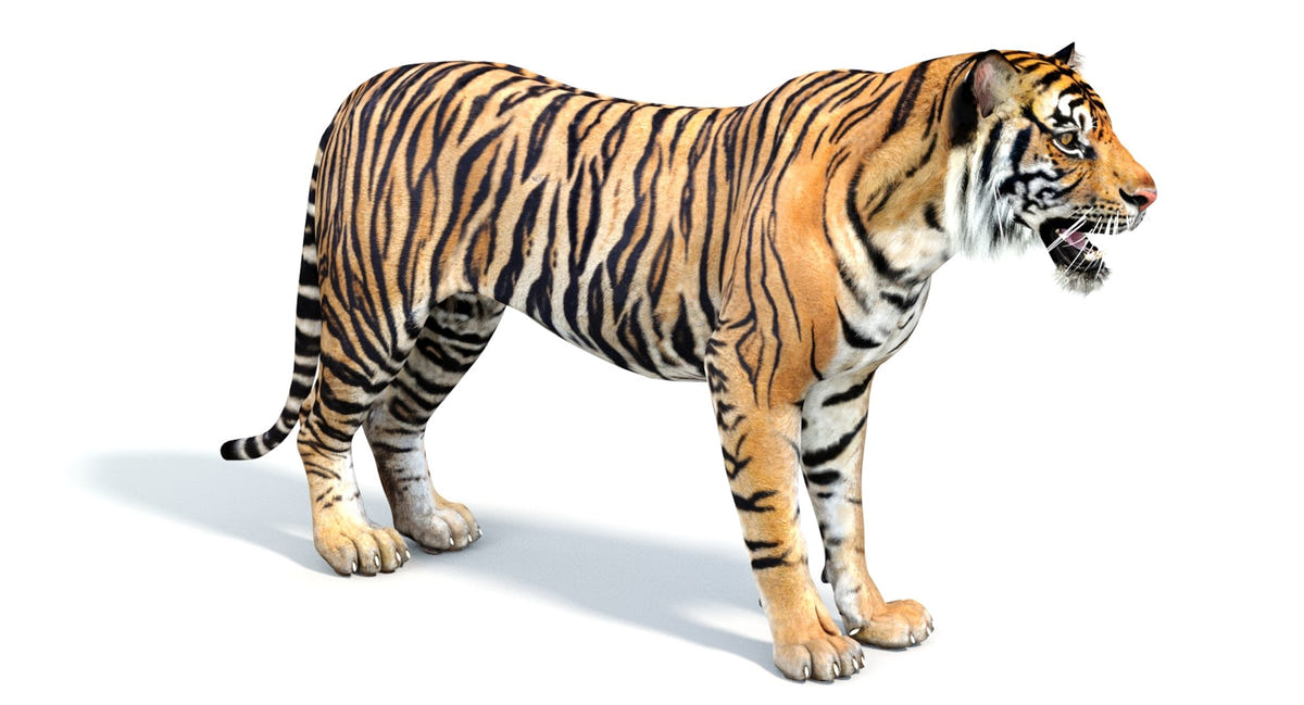Realistic 3d model of tiger for your game