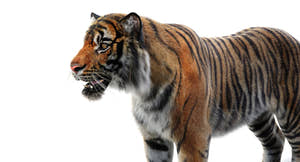 Realsitic Tiger 3D Model Close Up View: 3ds Max Hair and Fur - Arnold Renderer Thumbnail