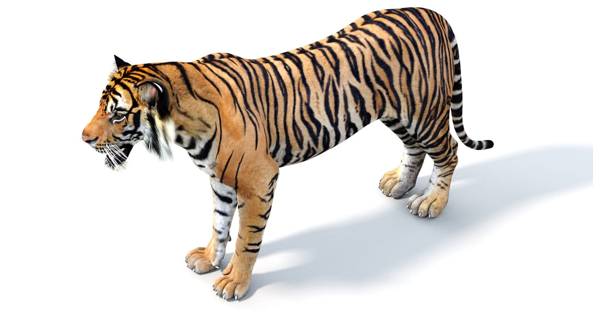 Realistic 3d tiger model for your realtime project