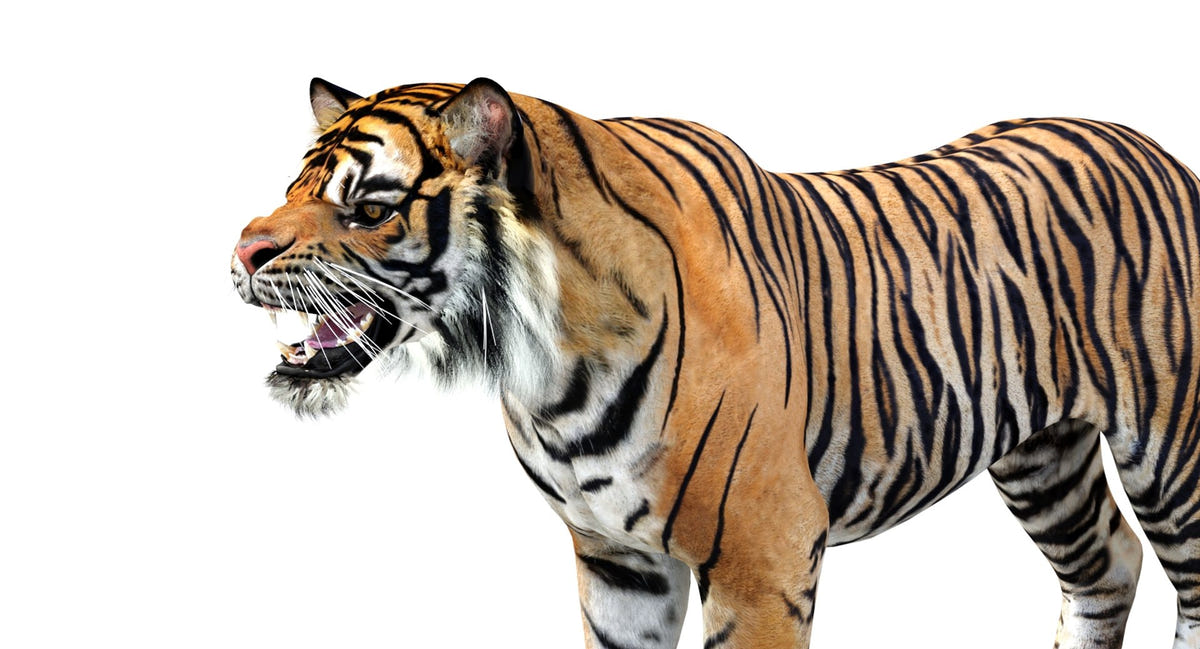 Realistic 3d tiger model : head close up