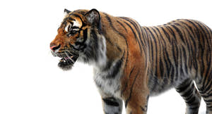 Realsitic Tiger 3D Model Angry Close Up View: 3ds Max Hair and Fur - Arnold Renderer Thumbnail