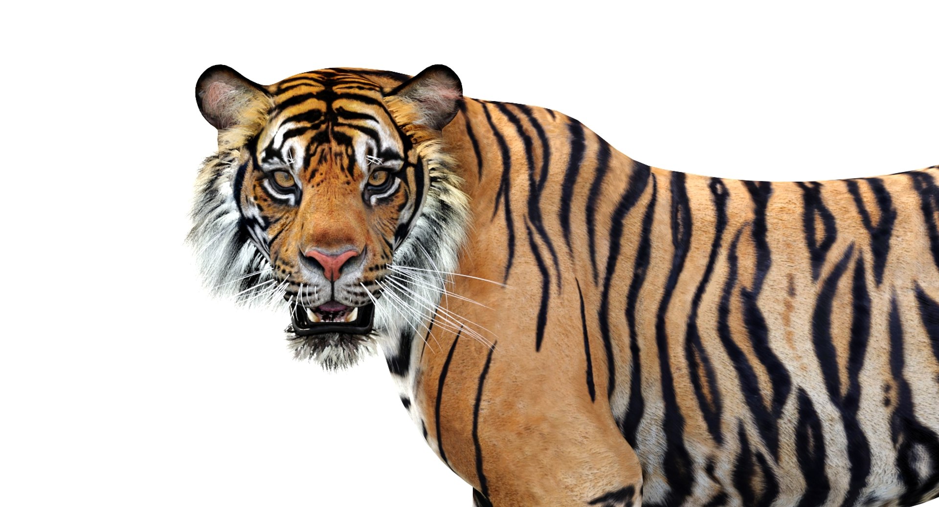Realistic 3d tiger model : head close up