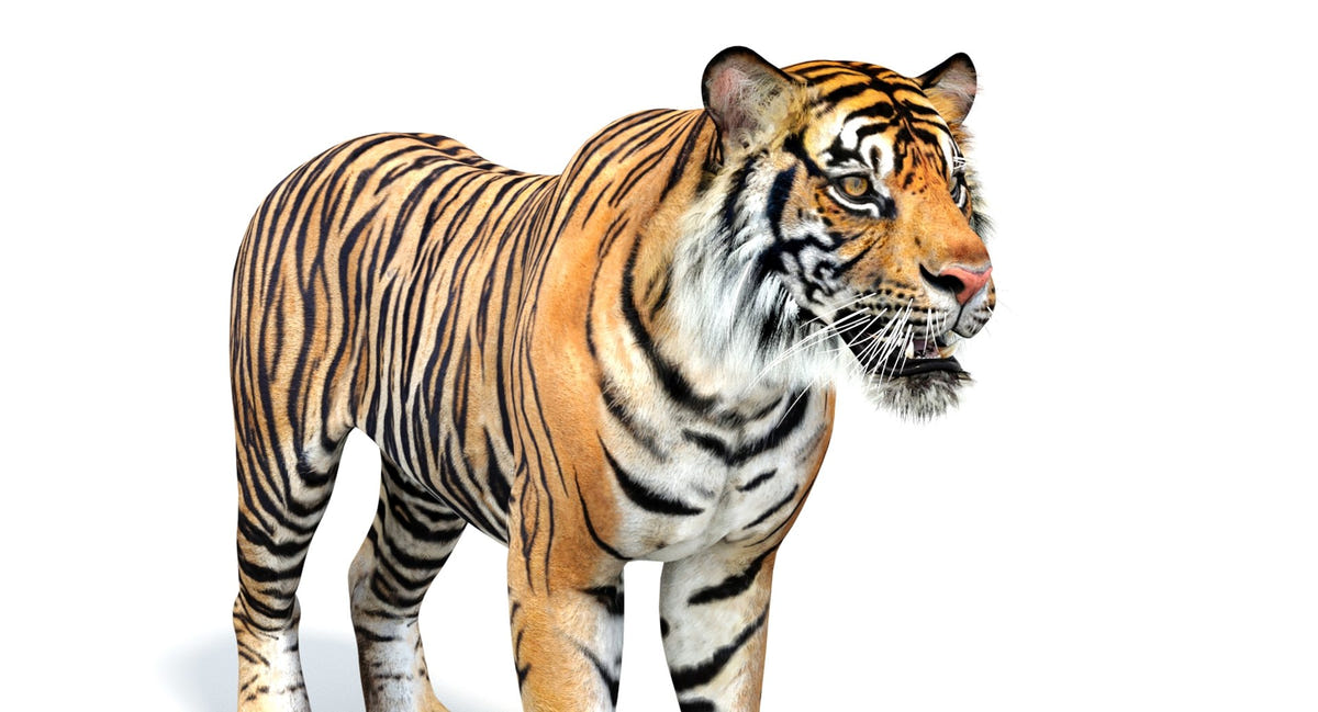 Realistic 3d tiger model : head close up