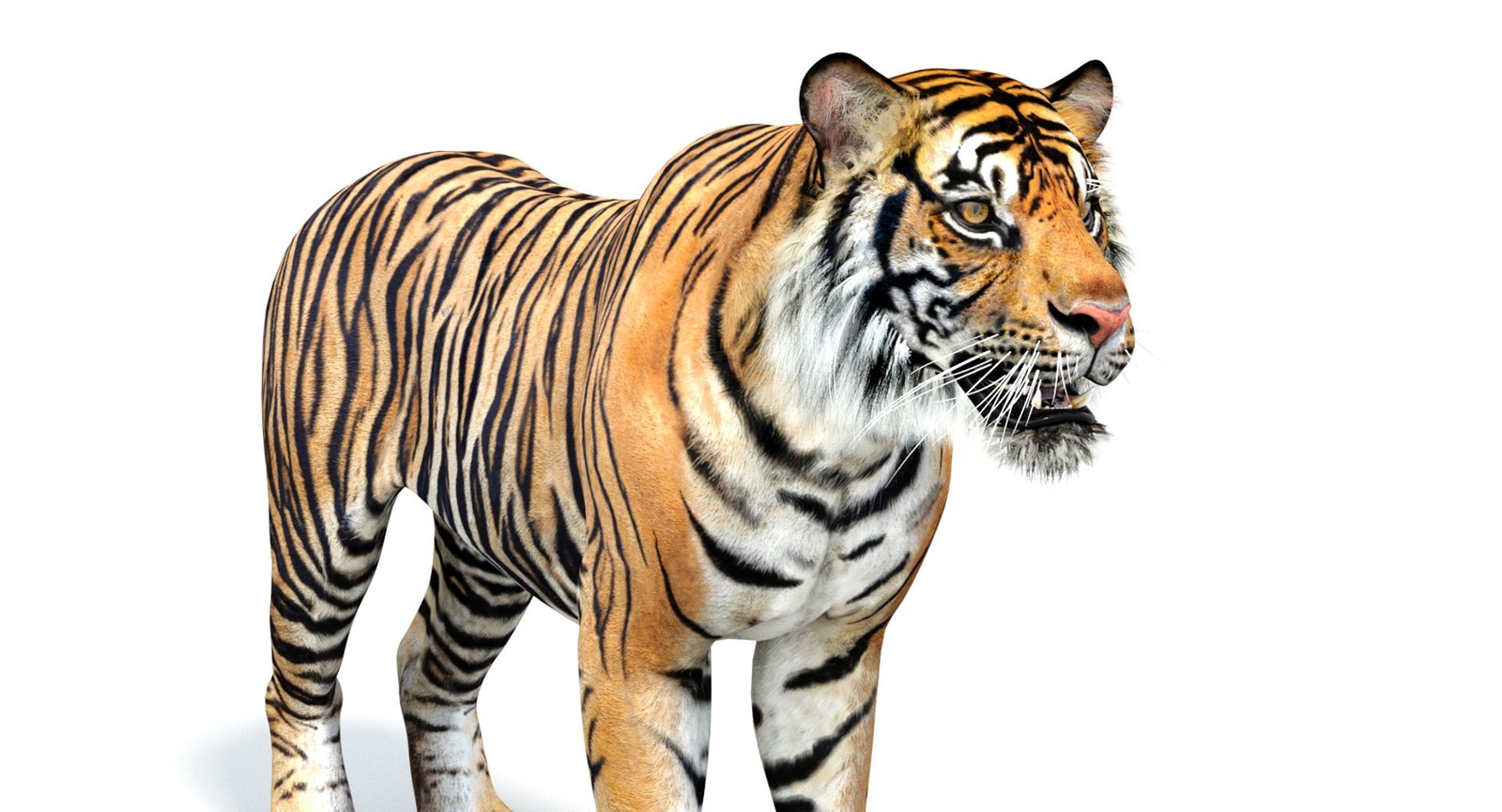 Realistic 3d tiger model : head close up