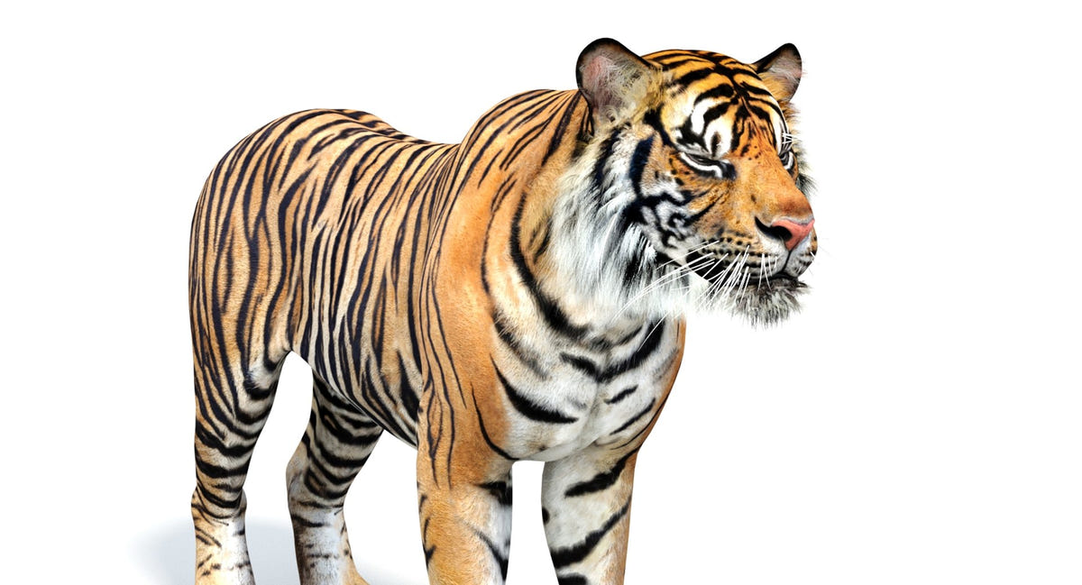 Realistic 3d tiger model : head close up eyes closed blinking