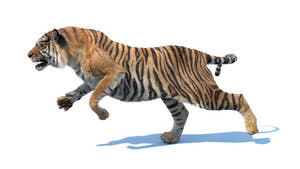 Sumatran tiger 3D model run cycle, animated big cat for CGI Thumbnail