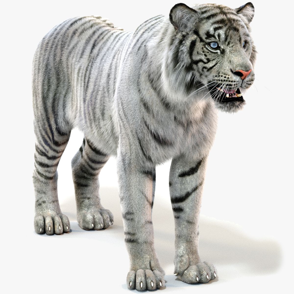White Sumatran Tiger 3D Model with Fur