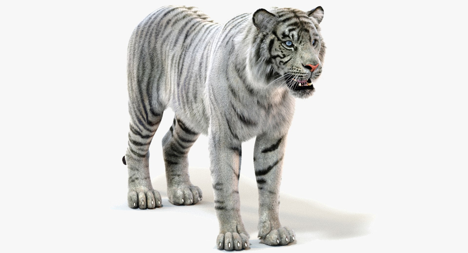 Realistic White Sumatran Tiger 3D Model with Fur 