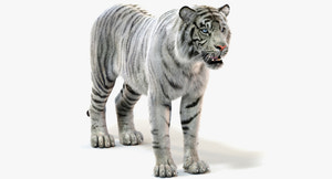Realistic White Sumatran Tiger 3D Model with Fur  Thumbnail