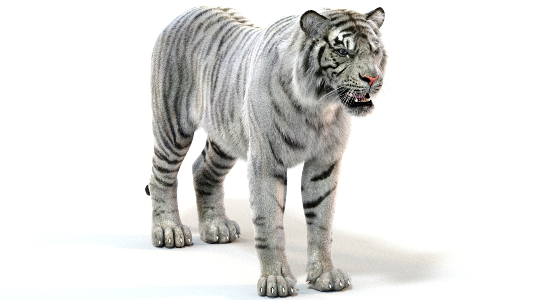 Realistic White Sumatran Tiger 3D Model with Fur 