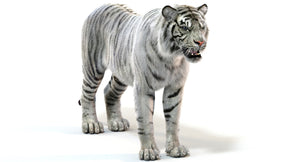 Realistic White Sumatran Tiger 3D Model with Fur  Thumbnail