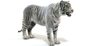 Realistic White Tiger 3D Model with Fur  Thumbnail