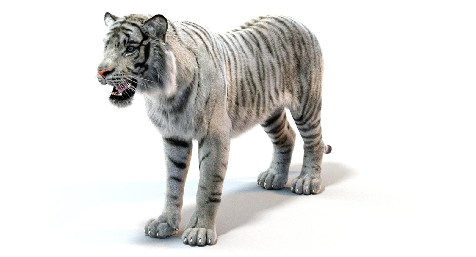 Realistic White Tiger 3D Model with Fur 