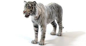 Realistic White Sumatran Tiger 3D Model with Fur  Thumbnail