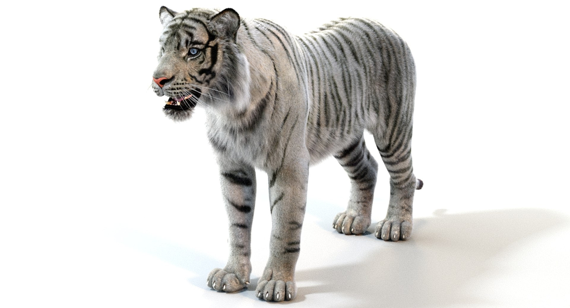 Realistic White Sumatran Tiger 3D Model with Fur 