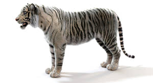 Realistic White Tiger 3D Model for Download Thumbnail