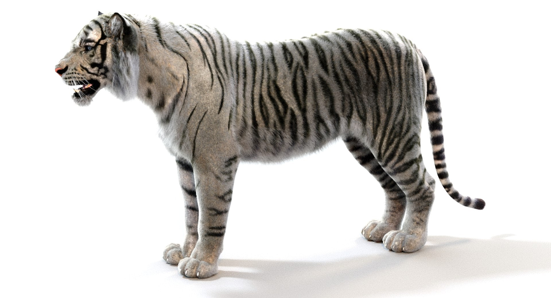 Realistic White Tiger 3D Model for Download