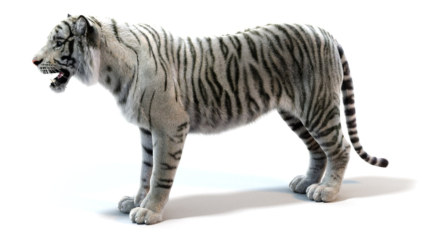 White Sumatran Tiger Fur 3D Model