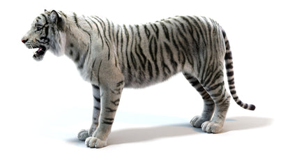 White Sumatran Tiger Fur 3D Model