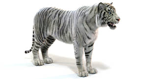 Realistic White Tiger 3D Model for Download Thumbnail