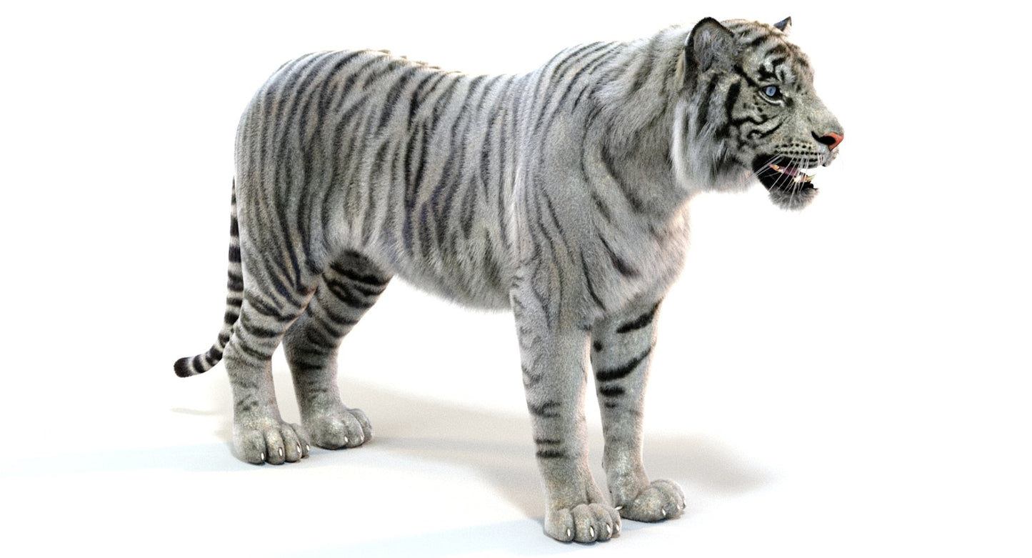 White Sumatran Tiger Fur 3D Model