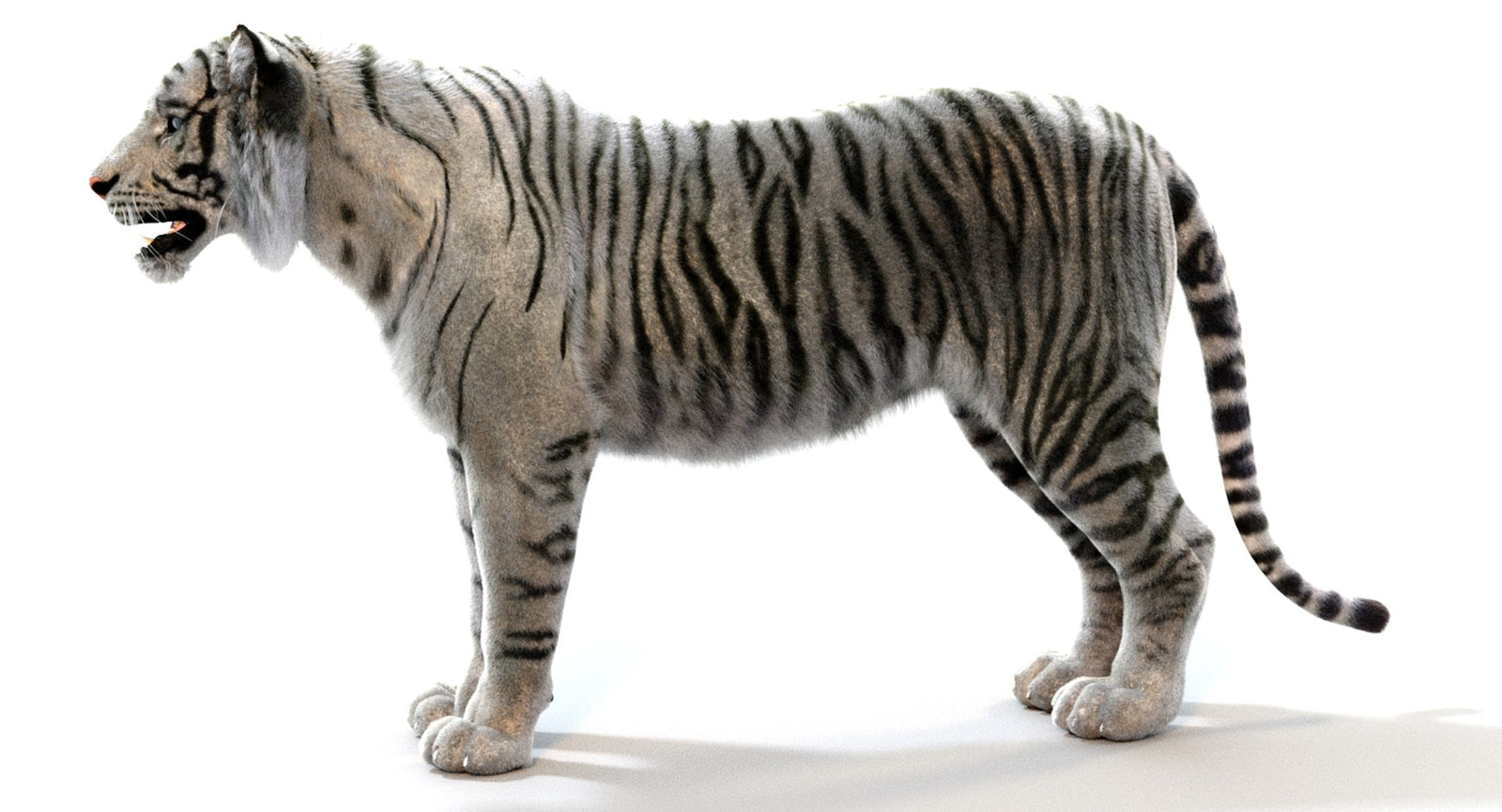 Realistic White Tiger 3D Model for Download