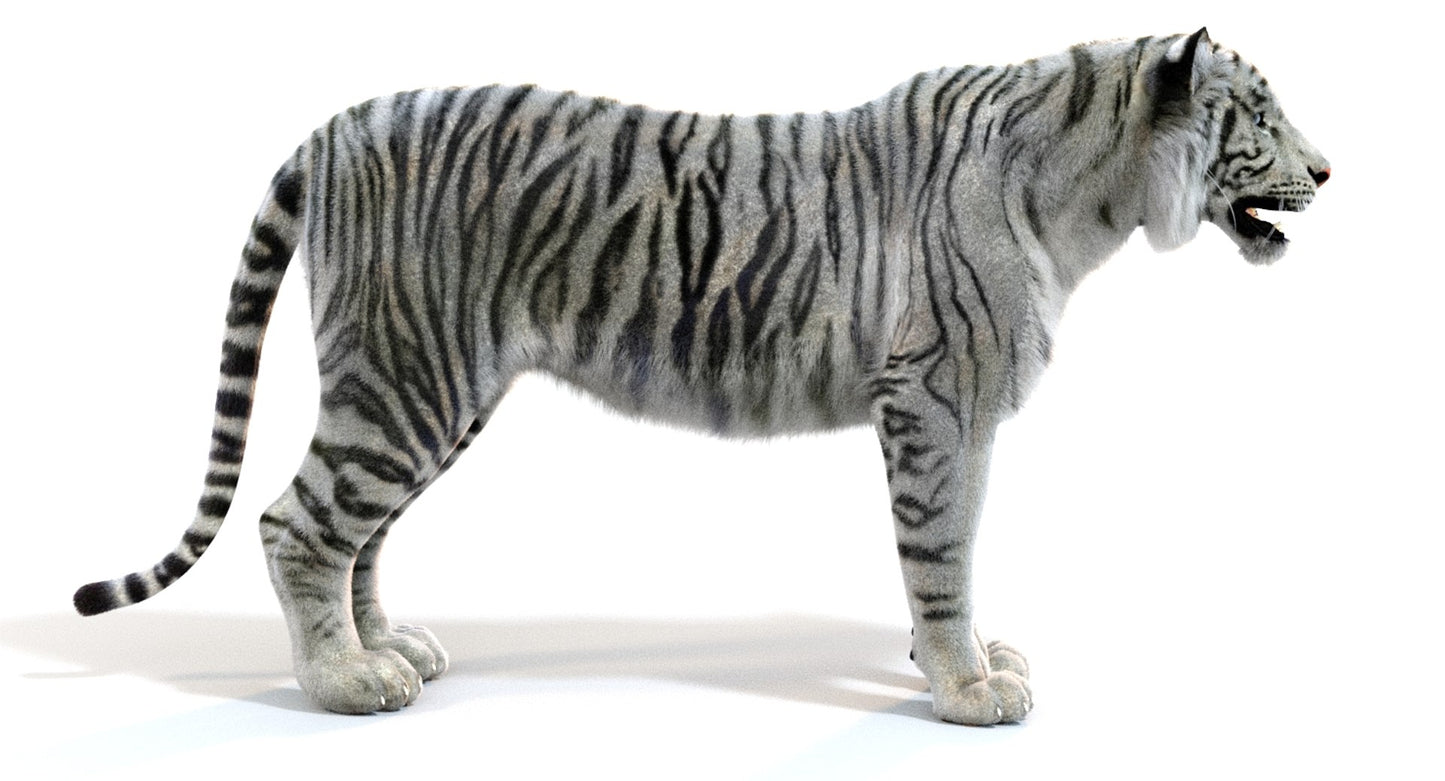 White Sumatran Tiger Fur 3D Model