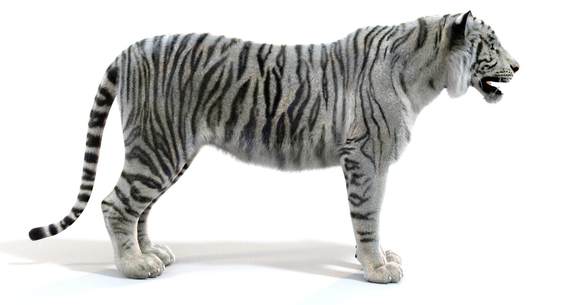 Realistic White Tiger 3D Model for Download