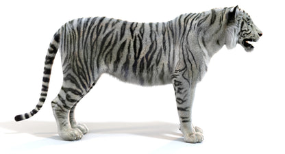 White Sumatran Tiger Fur 3D Model